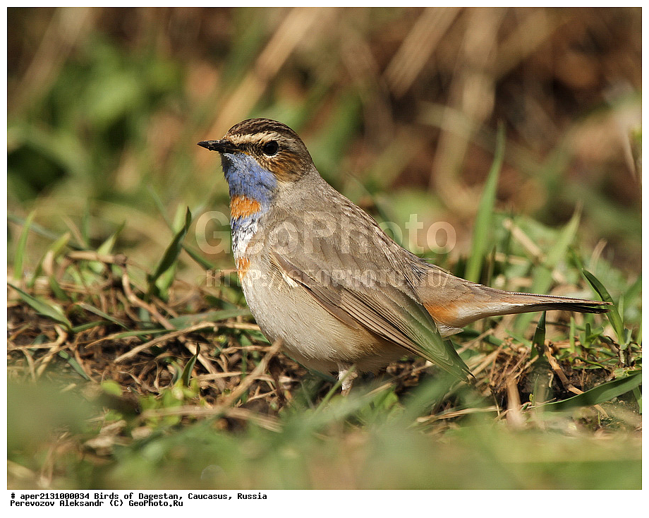 ����� ���������, �����, ��������, ������, �����, �����, XYZ, ������������, Muscicapidae, ���������, Luscinia svecica, ��������, ��������, �����, �����, ��������, �����������