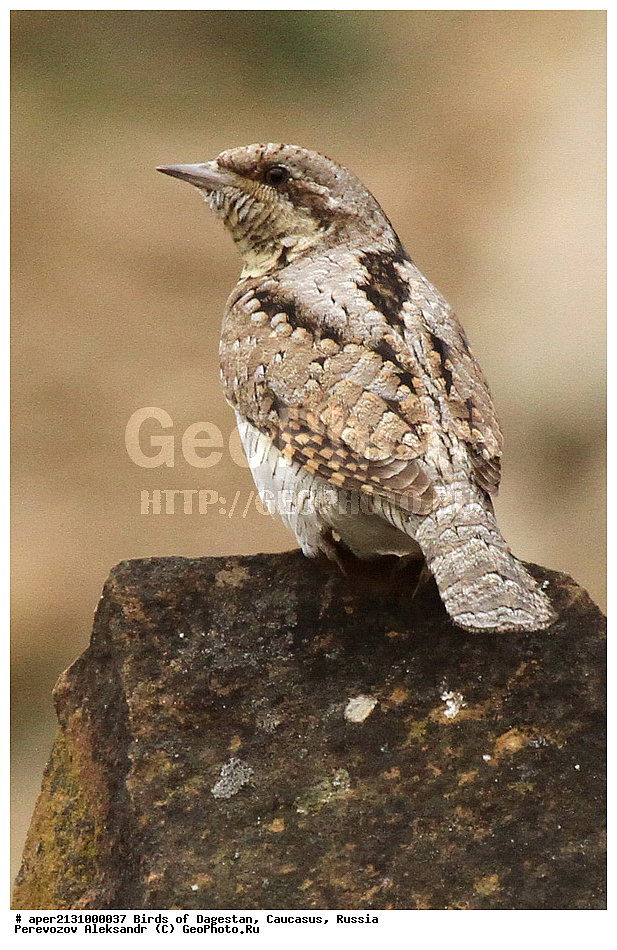 ����� ���������, �����, ��������, ������, ��������, ��������, �����, �����, ��������, �����������, XYZ, ��������, �����, ��������� ��������, Picidae, ����������, ������������ ����������, Jynx torquilla