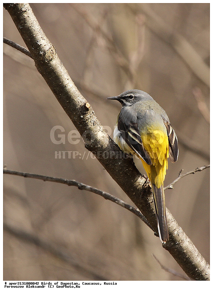 ����� ���������, �����, ��������, ������, �����, �����, XYZ, �������������, Motacillidae, ������ ����������, Motacilla cinerea