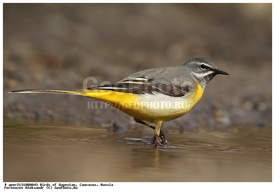 ����� ���������, �����, ��������, ������, �����, �����, XYZ, �������������, Motacillidae