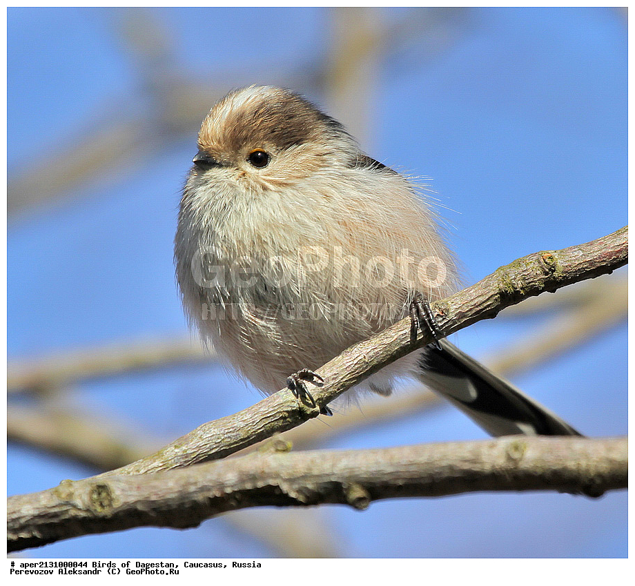 ����� ���������, �����, ��������, ������, �����, �����, XYZ, ������������� ������, ����������, Aegithalidae, ������������� ������, ���������, Aegithalos caudatus, ����������, ����������� 