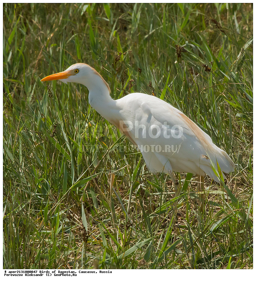 ����� ���������, �����, ��������, ������, �����, �����, XYZ, ��������, Ardeidae, ���������� �����, Bubulcus ibis