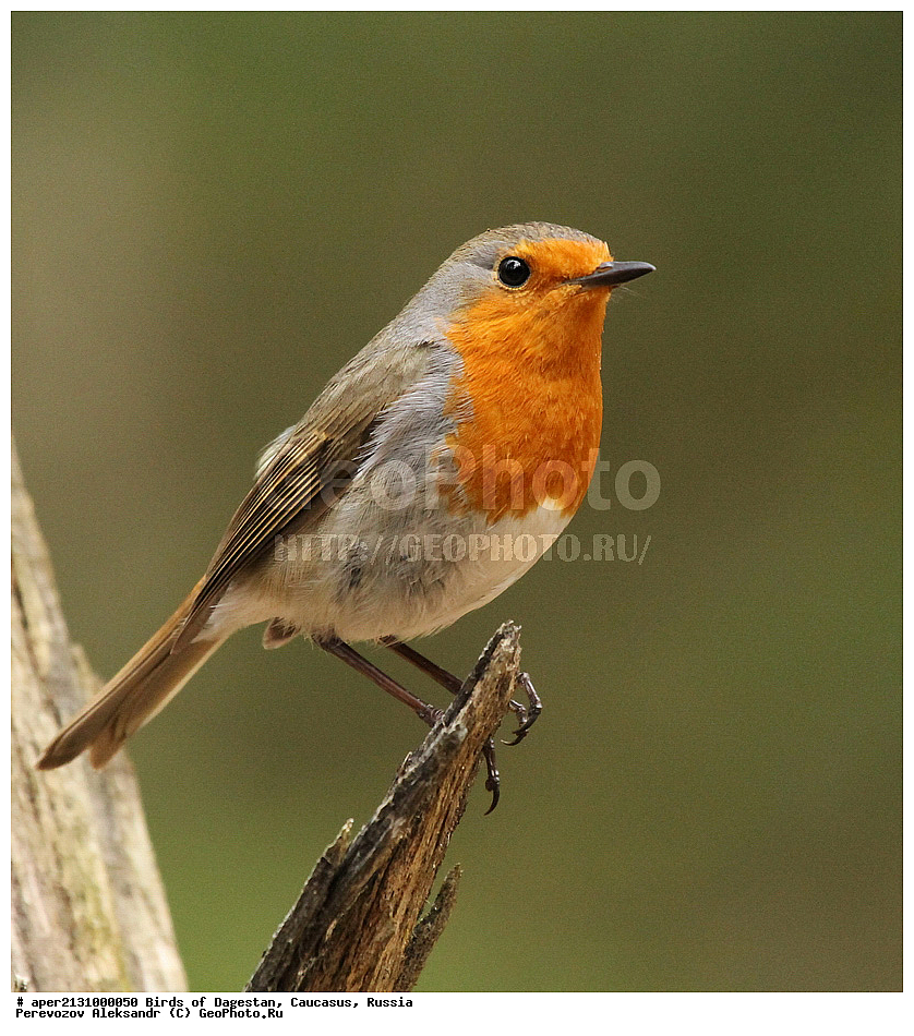 ����� ���������, �����, ��������, ������, ��������, ��������, �����, �����, ��������, �����������, XYZ, ������������, Muscicapidae, �������, Erithacus rubecula