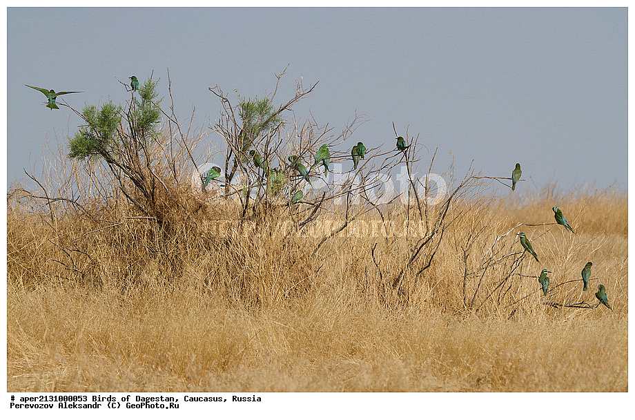 ����� ���������, �����, ��������, ������, �����, �����, XYZ, ��������, Meropidae, ������ �����, Merops persicus, ��������, ��������, �����, �����, ��������, �����������, XYZ, ��������, Meropidae, ������ �����, ������� �����, Merops persicus