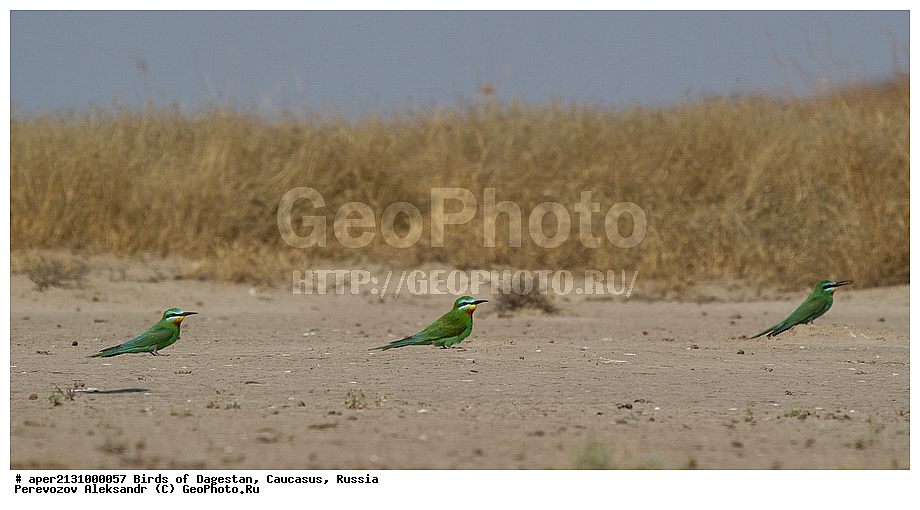 ����� ���������, �����, ��������, ������, �����, �����, XYZ, ��������, Meropidae, ������ �����, Merops persicus, ��������, ��������, �����, �����, ��������, �����������, XYZ, ��������, Meropidae, ������ �����, ������� �����, Merops persicus