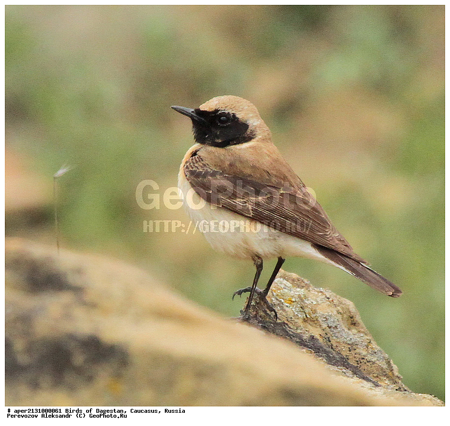 ����� ���������, �����, ��������, ������, ��������, ��������, �����, �����, ��������, �����������, XYZ, ������������, Muscicapidae, ��������� �������, ׸���-����� �������, �����-����� �������, Oenanthe hispanica