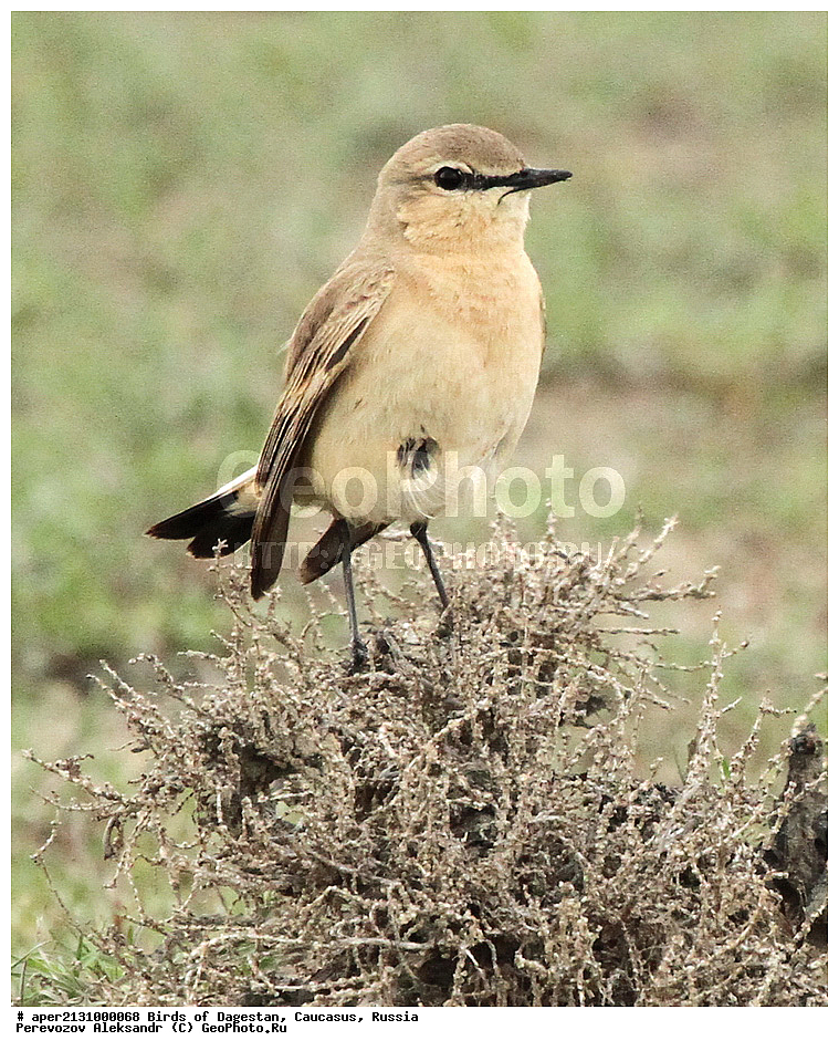 ����� ���������, �����, ��������, ������, ��������, ��������, �����, �����, ��������, �����������, XYZ, ������������, Muscicapidae, �������-��������, Oenanthe isabellina