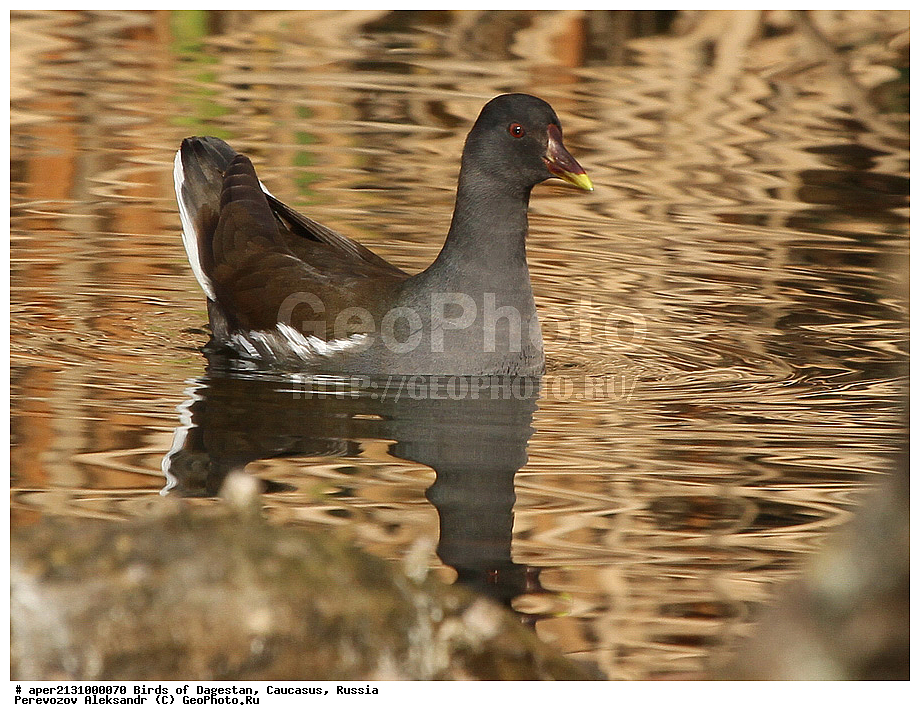 ����� ���������, �����, ��������, ������, �����, �����, XYZ, �����������, Rallidae, ���������, �������� �������, ������� �������, �������� �������, Gallinula chloropus