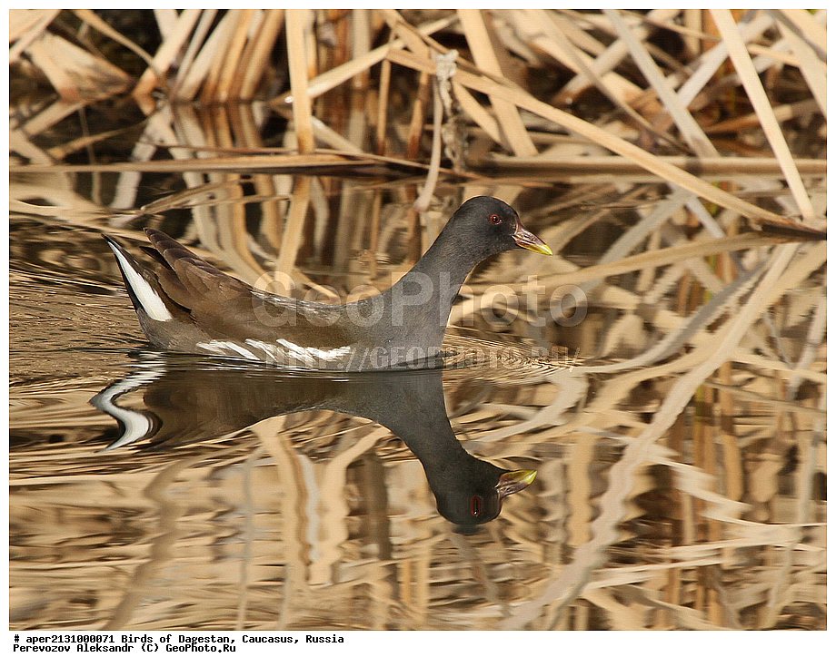 ����� ���������, �����, ��������, ������, �����, �����, XYZ, �����������, Rallidae, ���������, �������� �������, ������� �������, �������� �������, Gallinula chloropus