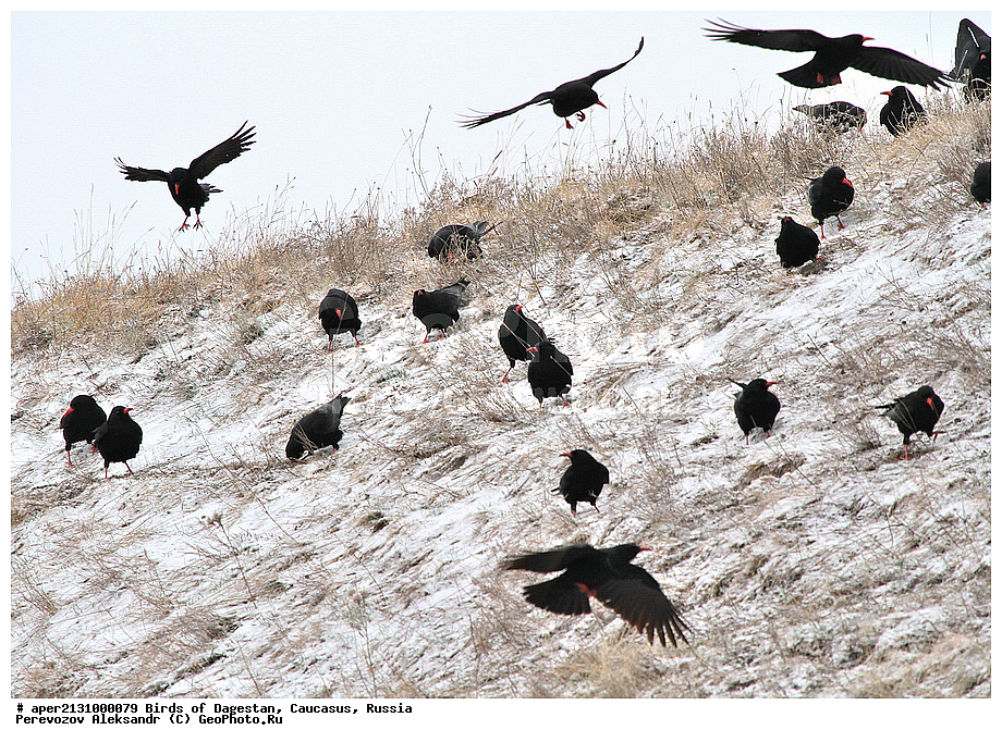����� ���������, �����, ��������, ������, �����, �����, XYZ, ��������, ���������, Corvidae, �������, Pyrrhocorax pyrrhocorax