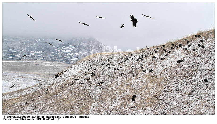 ����� ���������, �����, ��������, ������, �����, �����, XYZ, ��������, ���������, Corvidae, �������, Pyrrhocorax pyrrhocorax, ��������, ��������, �����, �����, ��������, �����������
