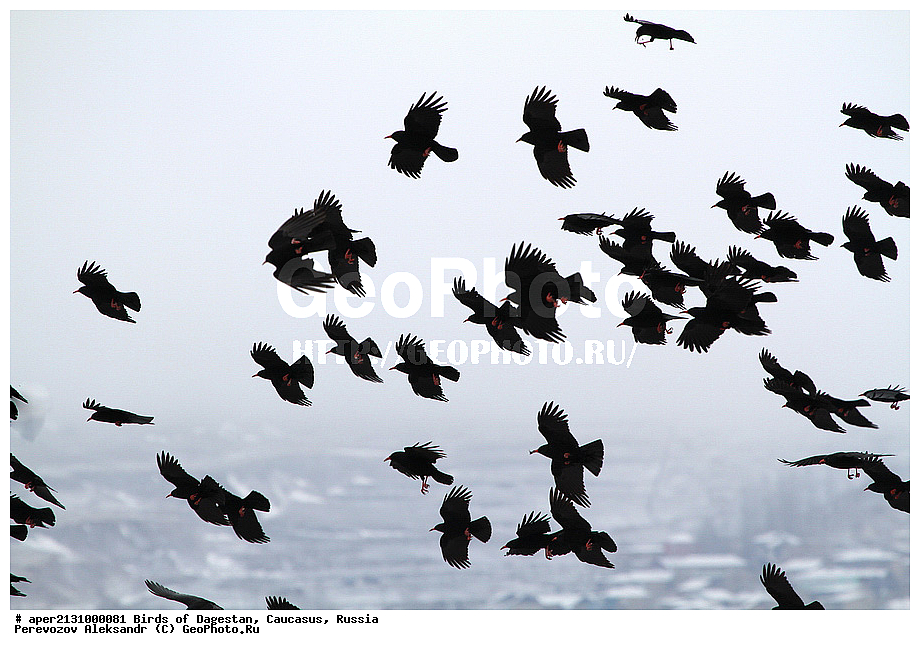 ����� ���������, �����, ��������, ������, �����, �����, XYZ, ��������, ���������, Corvidae, �������, Pyrrhocorax pyrrhocorax, ��������, ��������, �����, �����, ��������, �����������