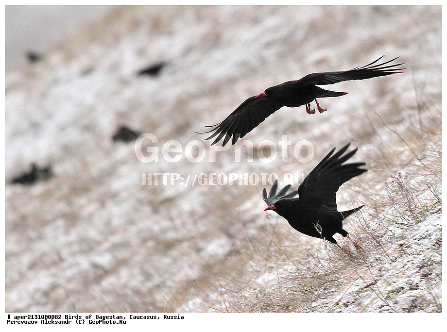 ����� ���������, �����, ��������, ������, �����, �����, XYZ, ��������, ���������, Corvidae, �������, Pyrrhocorax pyrrhocorax, ��������, ��������, �����, �����, ��������, �����������