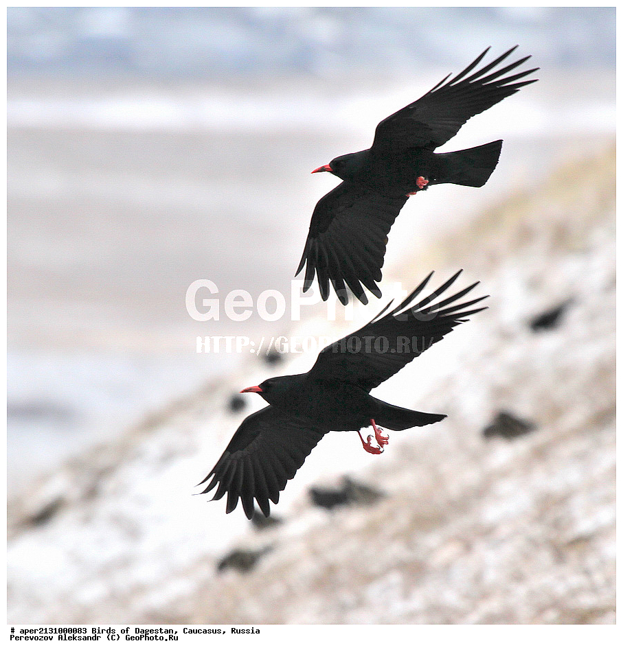����� ���������, �����, ��������, ������, �����, �����, XYZ, ��������, ���������, Corvidae, �������, Pyrrhocorax pyrrhocorax, ��������, ��������, �����, �����, ��������, �����������