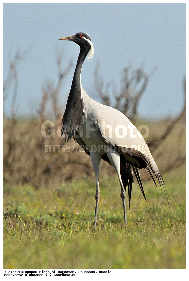 ����� ���������, �����, ��������, ������, �����, �����, XYZ, ����������, Gruidae, �������-��������, ��������, Anthropoides virgo, ��������, ��������, ��������, �����������