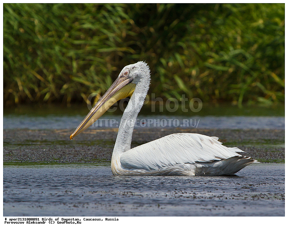 ����� ���������, �����, ��������, ������, ������� �����, ������� �����, �����, �����, XYZ, �����������, Pelecanidae, �������� �������, Pelecanus crispus