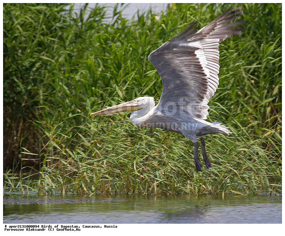 ����� ���������, �����, ��������, ������, ������� �����, ������� �����, �����, �����, XYZ, �����������, Pelecanidae, �������� �������, Pelecanus crispus