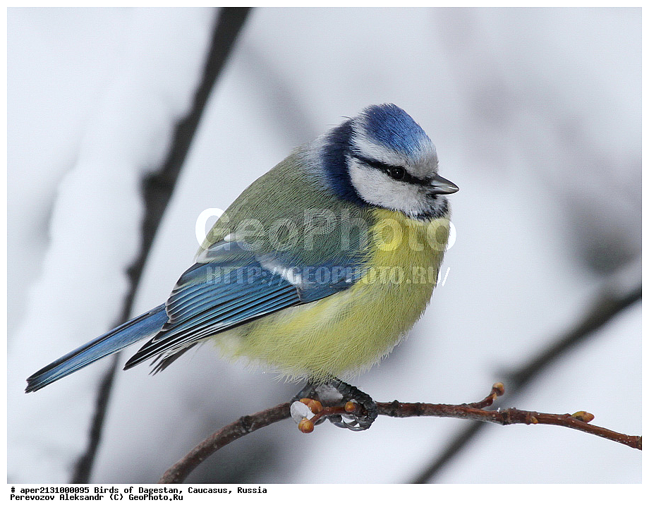 ����� ���������, �����, ��������, ������, �����, �����, XYZ, ���������, Paridae, ������������ ���������, ������ ���������, ���������, Cyanistes caeruleus, Parus caeruleus