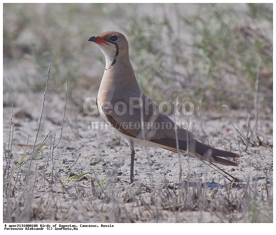 ����� ���������, �����, ��������, ������, �����, �����, XYZ, �����������, Glareolidae, ������� ��������, Glareola pratincola