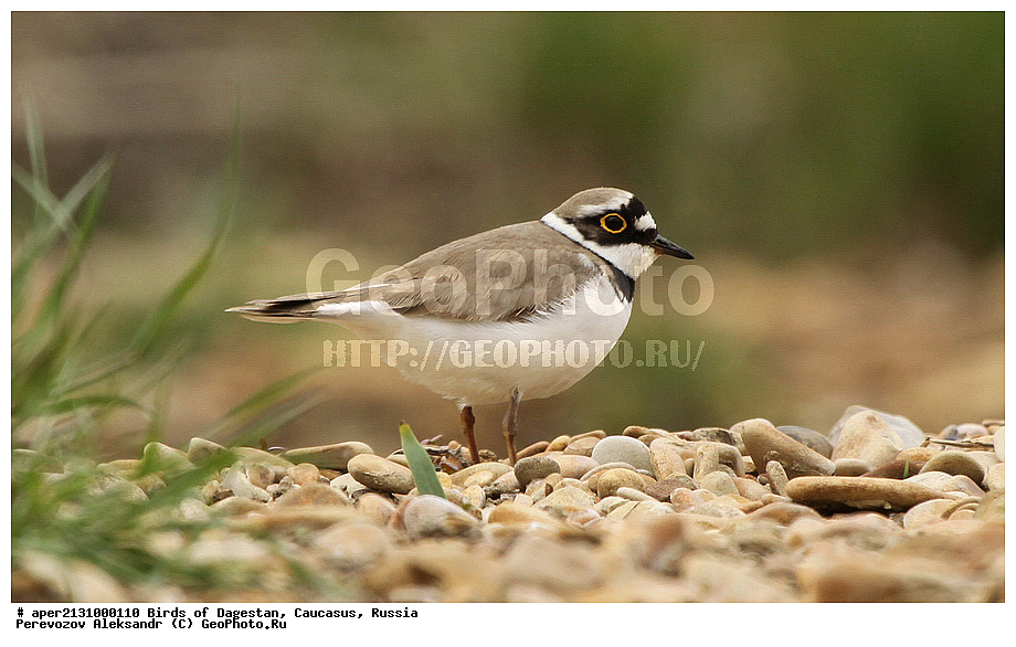 ����� ���������, �����, ��������, ������, ��������, ��������, �����, �����, ��������, �����������, �����, ������, XYZ, ���������, Charadriidae, ����� ���, ����� ����, Charadrius dubius