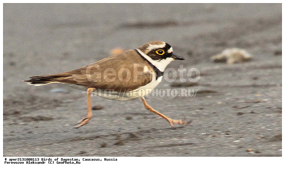 ����� ���������, �����, ��������, ������, ��������, ��������, �����, �����, ��������, �����������, �����, ������, XYZ, ���������, Charadriidae, ����� ���, ����� ����, Charadrius dubius