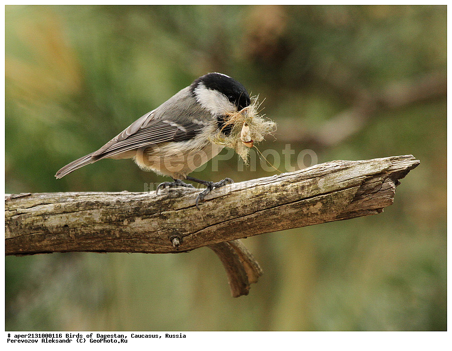 ����� ���������, �����, ��������, ������, �����, �����, XYZ, ���������, Paridae, ��������, ׸���� ������, Parus ater, Periparus ater, �����, �����, XYZ, ���������, Paridae, ��������, ׸���� ������, Parus ater, Periparus ater