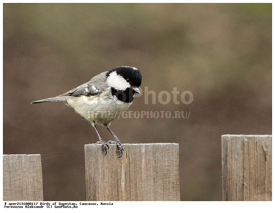 ����� ���������, �����, ��������, ������, �����, �����, XYZ, ���������, Paridae, ��������, ׸���� ������, Parus ater, Periparus ater, �����, �����, XYZ, ���������, Paridae, ��������, ׸���� ������, Parus ater, Periparus ater