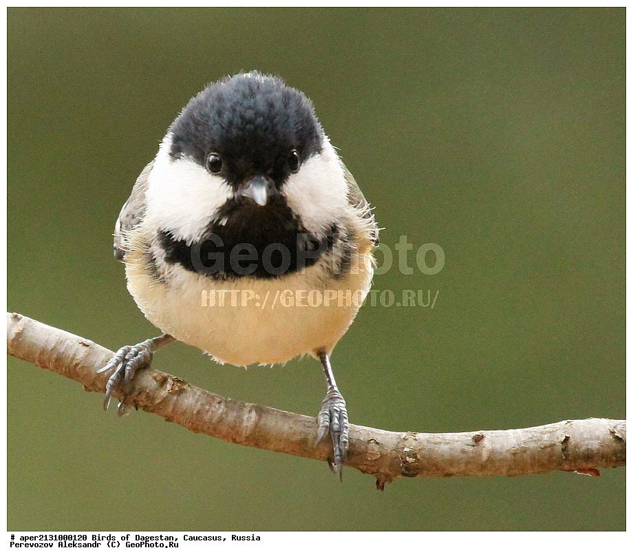 ����� ���������, �����, ��������, ������, �����, �����, XYZ, ���������, Paridae, ��������, ׸���� ������, Parus ater, Periparus ater, �����, �����, XYZ, ���������, Paridae, ��������, ׸���� ������, Parus ater, Periparus ater