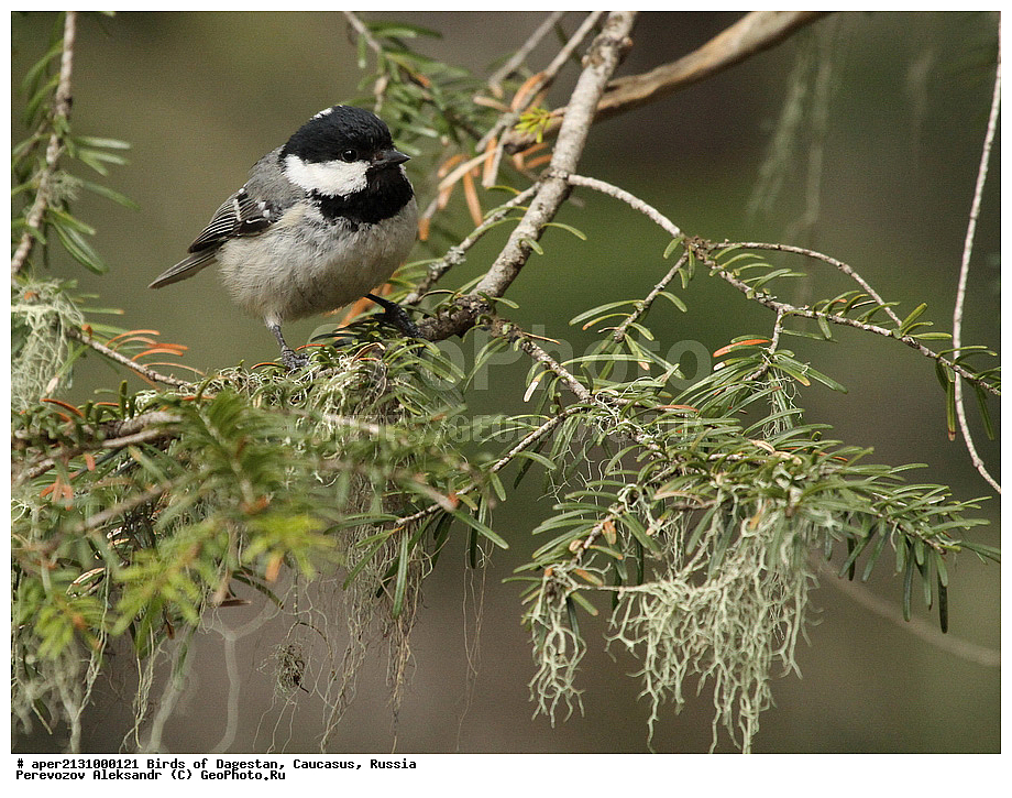 ����� ���������, �����, ��������, ������, �����, �����, XYZ, ���������, Paridae, ��������, ׸���� ������, Parus ater, Periparus ater, �����, �����, XYZ, ���������, Paridae, ��������, ׸���� ������, Parus ater, Periparus ater