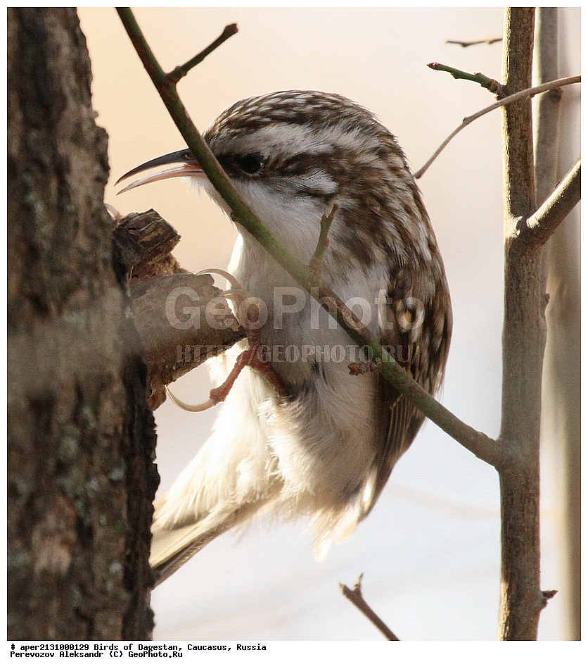 ����� ���������, �����, ��������, ������,��������, ��������, �����, �����, ��������, �����������, XYZ, ���������, Certhiidae, ������������ ������, Certhia familiaris 