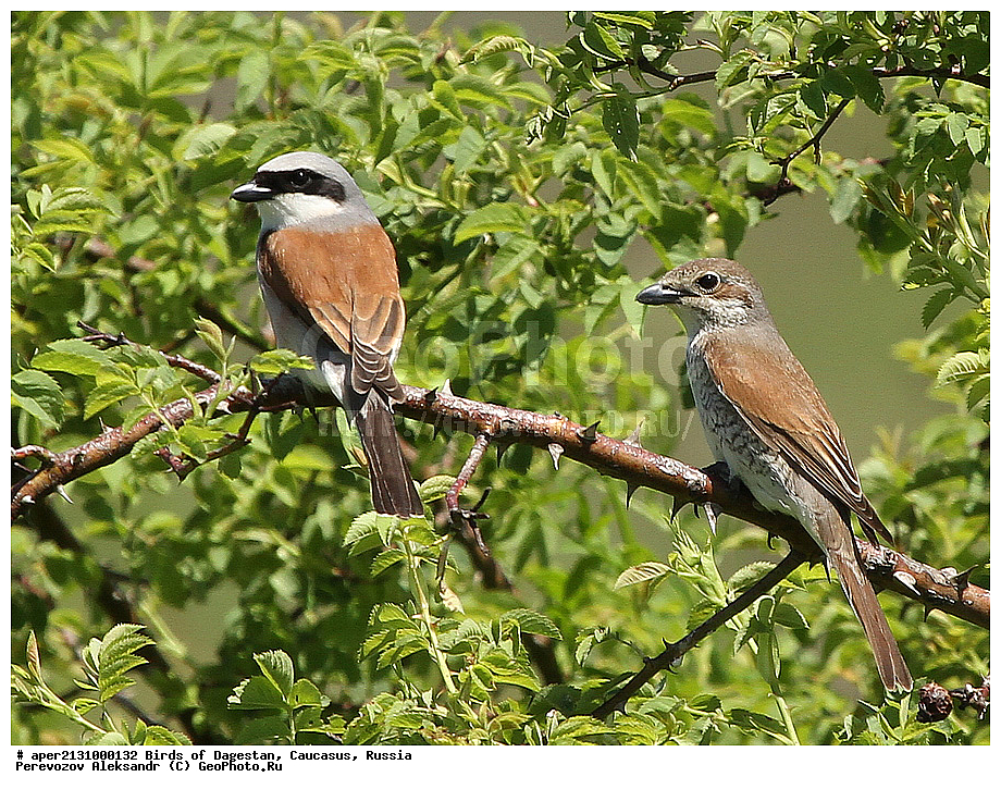 ����� ���������, �����, ��������, ������, �����, �����, XYZ, �������������, Laniidae, ������������ �����, ���������-�����, ����������� �����, Lanius collurio, �����, �����, XYZ, �������������, Laniidae, ������������ �����, ���������-�����, ����������� �����, Lanius collurio