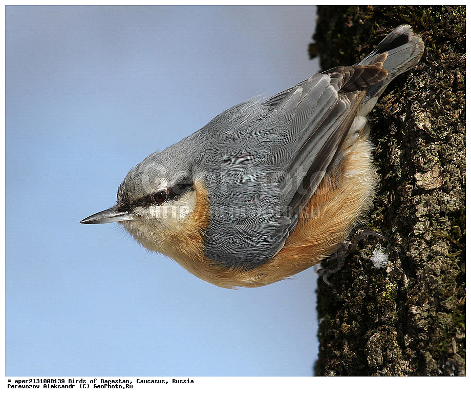 ����� ���������, �����, ��������, ������, �����, �����, XYZ, �����������, Sittidae, ������������ ���������, �����, Sitta europaea