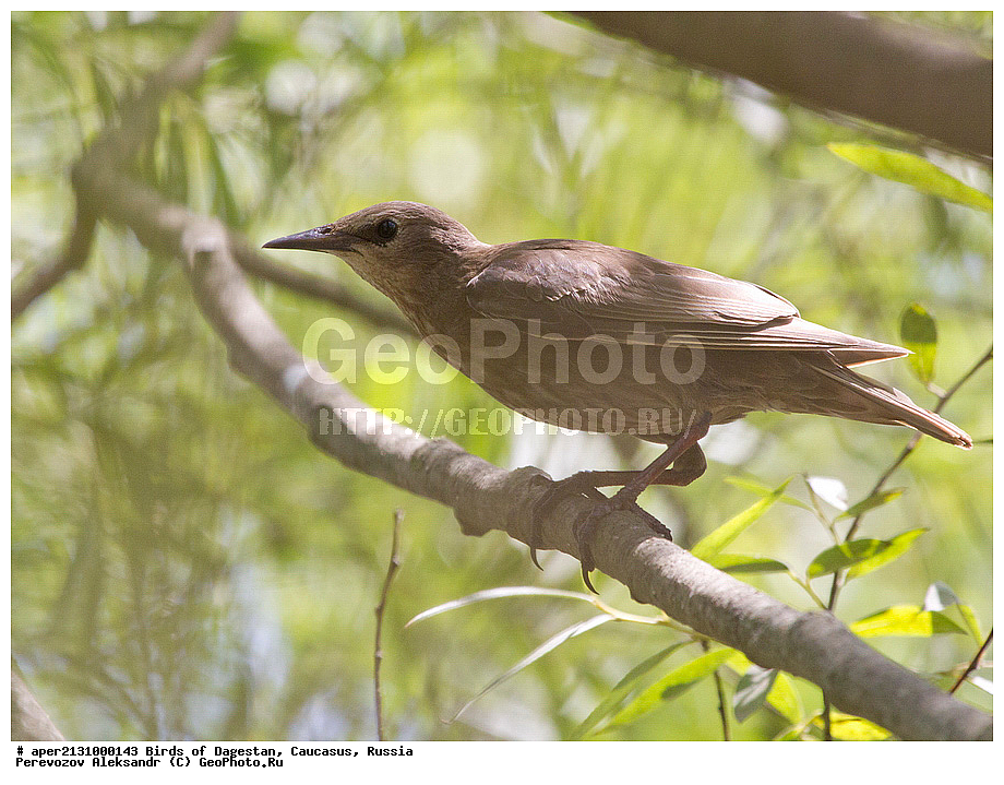 ����� ���������, �����, ��������, ������, ��������, ��������, �����, �����, ��������, �����������, XYZ, ����������, Sturnidae, ������������ �������, Sturnus vulgaris