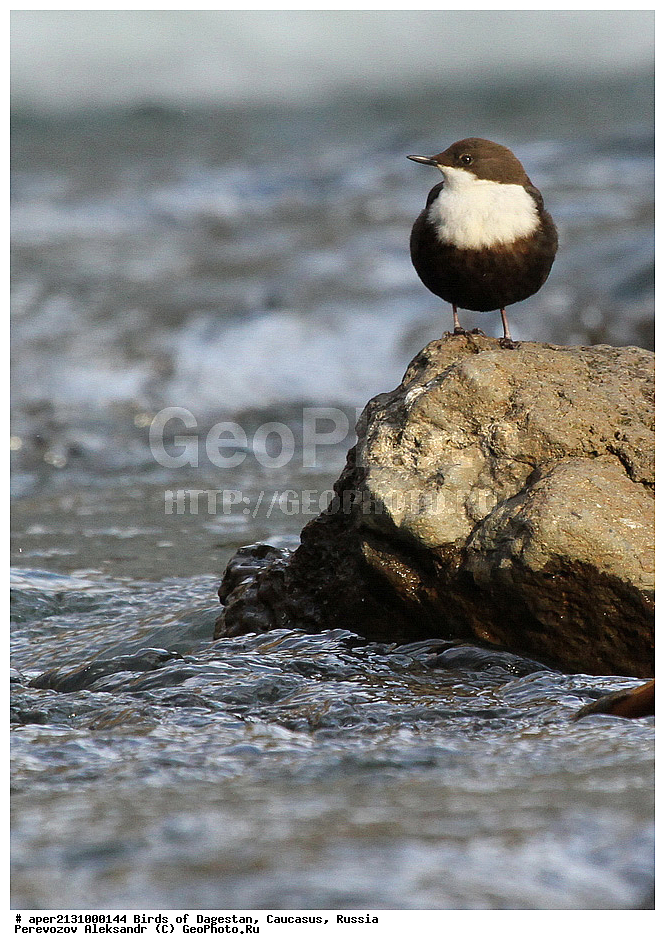 ����� ���������, �����, ��������, ������, �����, �����, XYZ, ���������, Cinclidae, ������, ������������ ������, ������� �����, ������� �������, Cinclus cinclus, ��������, ��������, �����, �����, ��������, �����������, XYZ, ���������, Cinclidae, ������, ������������ ������, ������� �����, ������� �������, Cinclus cinclus