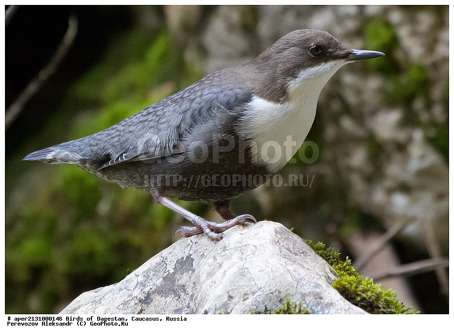 ����� ���������, �����, ��������, ������, �����, �����, XYZ, ���������, Cinclidae, ������, ������������ ������, ������� �����, ������� �������, Cinclus cinclus, ��������, ��������, �����, �����, ��������, �����������, XYZ, ���������, Cinclidae, ������, ������������ ������, ������� �����, ������� �������, Cinclus cinclus