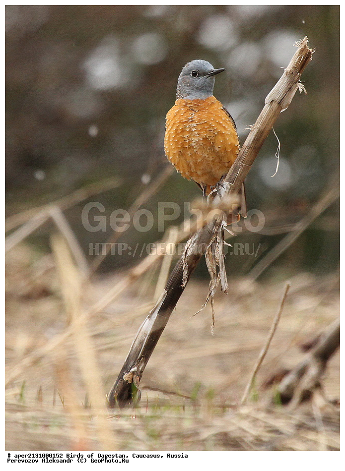 ����� ���������, �����, ��������, ������, �����, �����, XYZ, ������������, Muscicapidae, ϸ����� �������� �����, Monticola saxatilis, ������� �������� �����