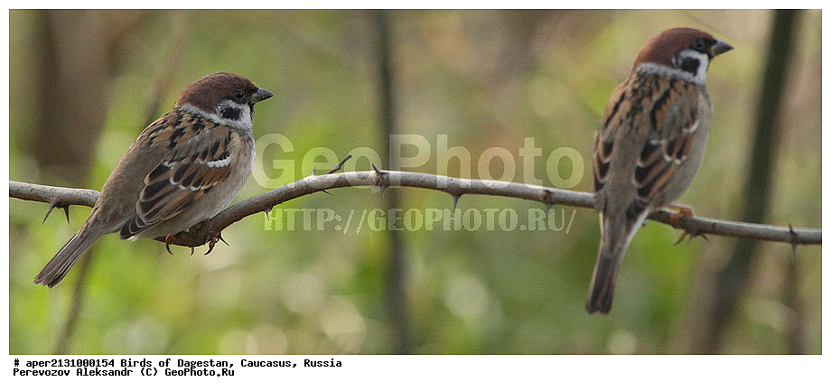 ����� ���������, �����, ��������, ������, ��������, ��������, �����, �����, ��������, �����������, XYZ, ����������, Passeridae, ������� �������, Passer montanus, ������������� �������, ����������� �������