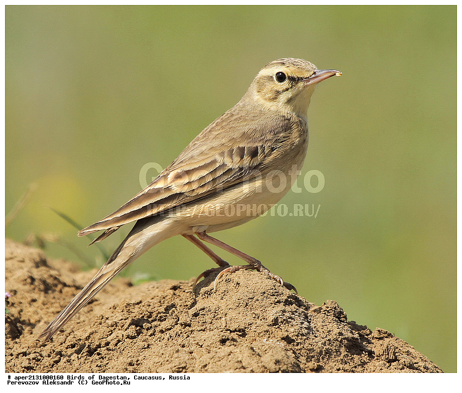 ����� ���������, �����, ��������, ������, ��������, ��������, �����, �����, ��������, �����������, XYZ, ������������, Alaudidae, ������� ���������, Alauda arvensis