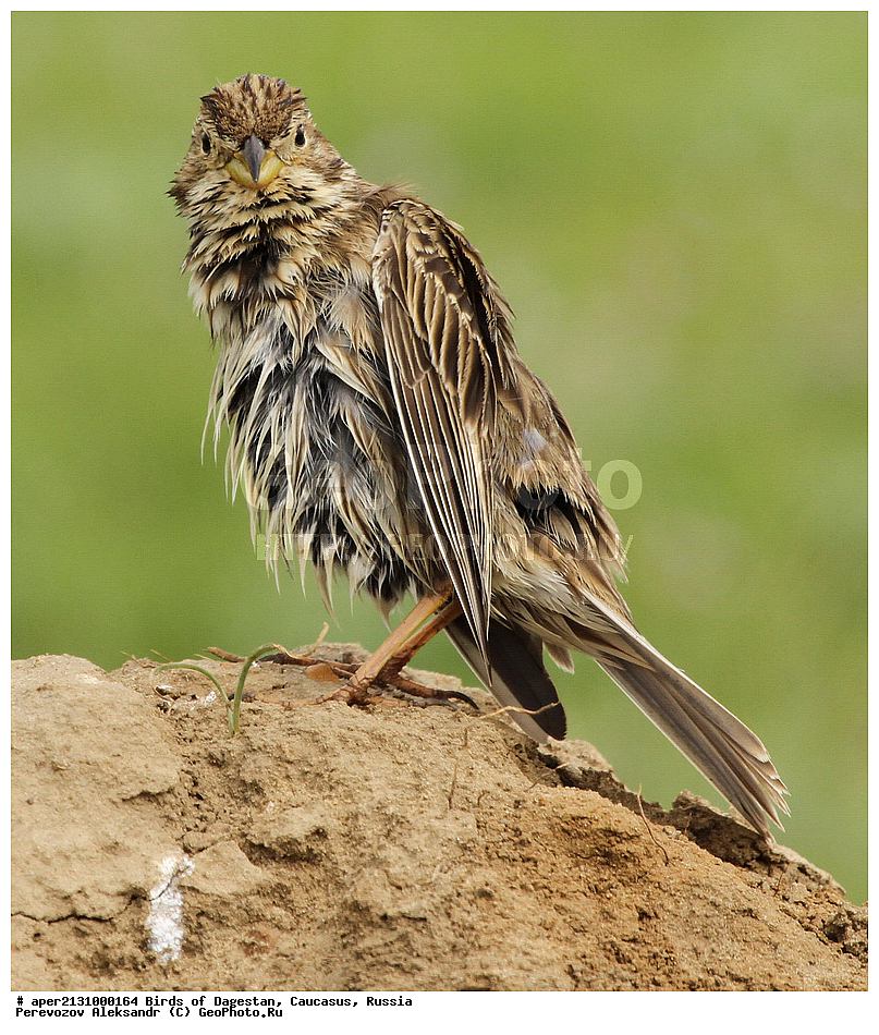 ����� ���������, �����, ��������, ������, ��������, ��������, �����, �����, ��������, �����������, XYZ, ����������, Emberizidae, ��������, Miliaria calandra, Emberiza calandra