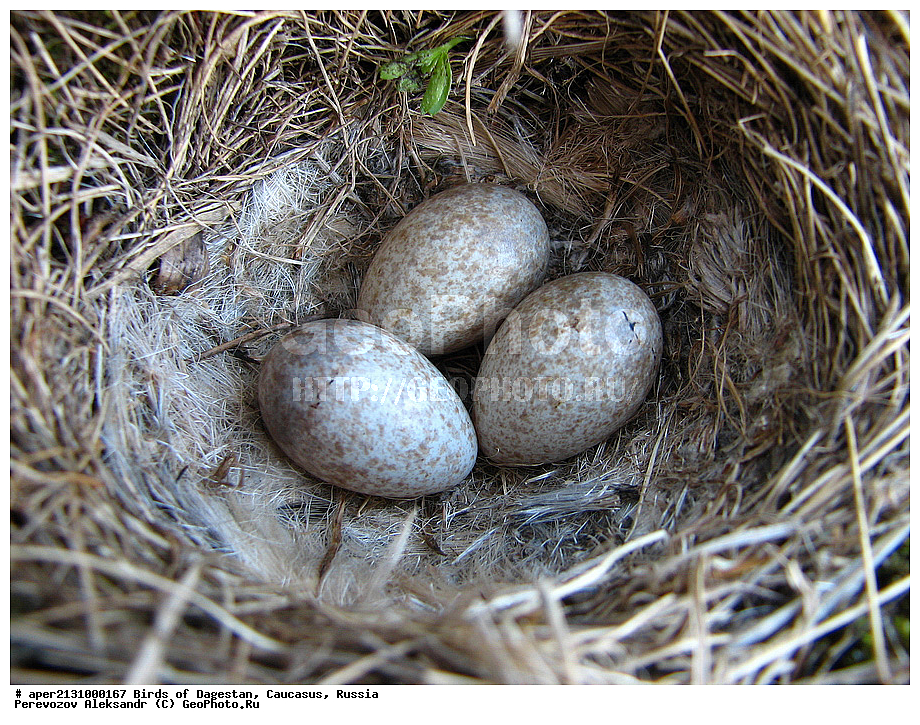 ����� ���������, �����, ��������, ������, ��������, ��������, �����, �����, ��������, �����������, XYZ, ������������, Alaudidae, ������� ���������, ���, Eremophila alpestris