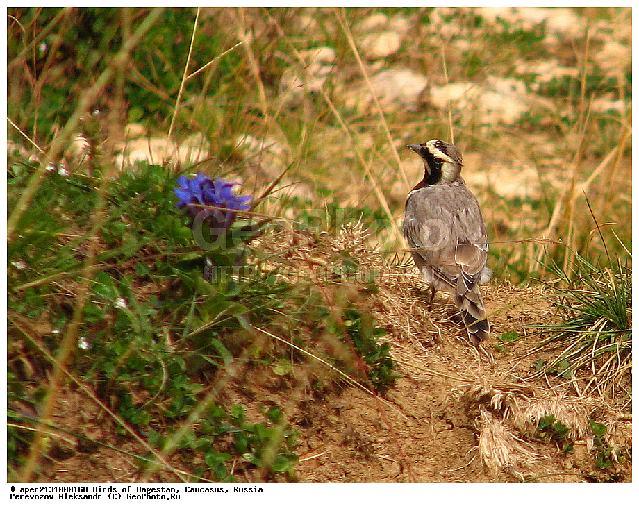 ����� ���������, �����, ��������, ������, ��������, ��������, �����, �����, ��������, �����������, XYZ, ������������, Alaudidae, ������� ���������, ���, Eremophila alpestris