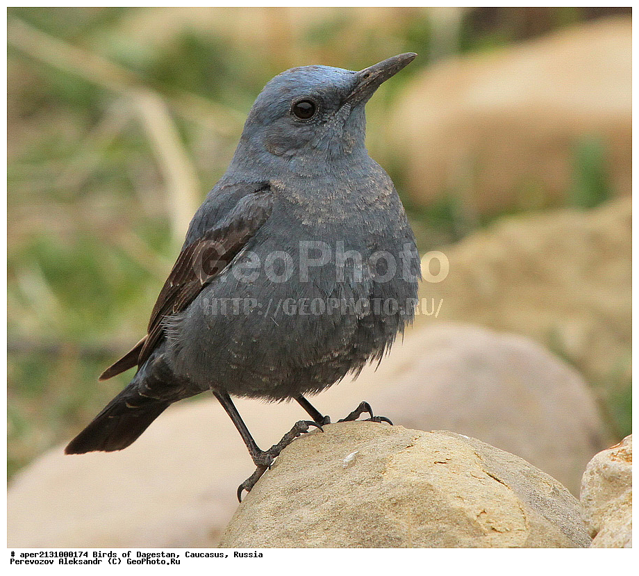 ����� ���������, �����, ��������, ������, �����, �����, XYZ, ������������, Muscicapidae, ����� �������� �����, Monticola solitarius