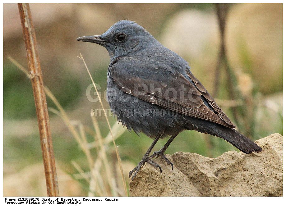 ����� ���������, �����, ��������, ������, �����, �����, XYZ, ������������, Muscicapidae, ����� �������� �����, Monticola solitarius