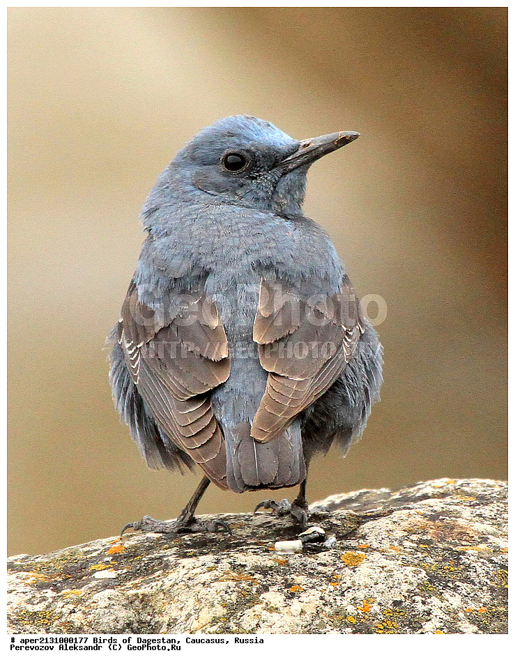 ����� ���������, �����, ��������, ������, �����, �����, XYZ, ������������, Muscicapidae, ����� �������� �����, Monticola solitarius