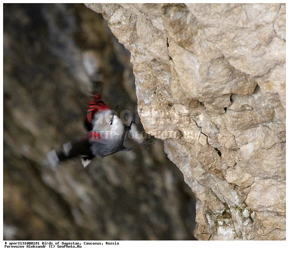 ����� ���������, �����, ��������, ������, �����, �����, XYZ, �����������, Sittidae, ��������, ������������ ��������, Tichodroma muraria, ��������, ��������, ��������, �����������