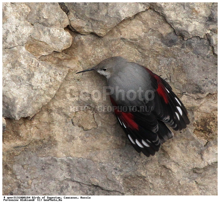 ����� ���������, �����, ��������, ������, �����, �����, XYZ, �����������, Sittidae, ��������, ������������ ��������, Tichodroma muraria, ��������, ��������, ��������, �����������