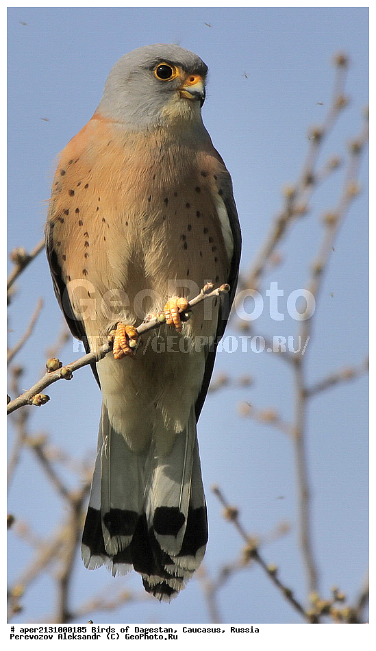 ����� ���������, �����, ��������, ������, ������ �����, �����, �����, XYZ, ���������, Falconidae, ������� ���������, Falco naumanni, ��������, ��������, ��������, �����������, ������ �����, ������ �����