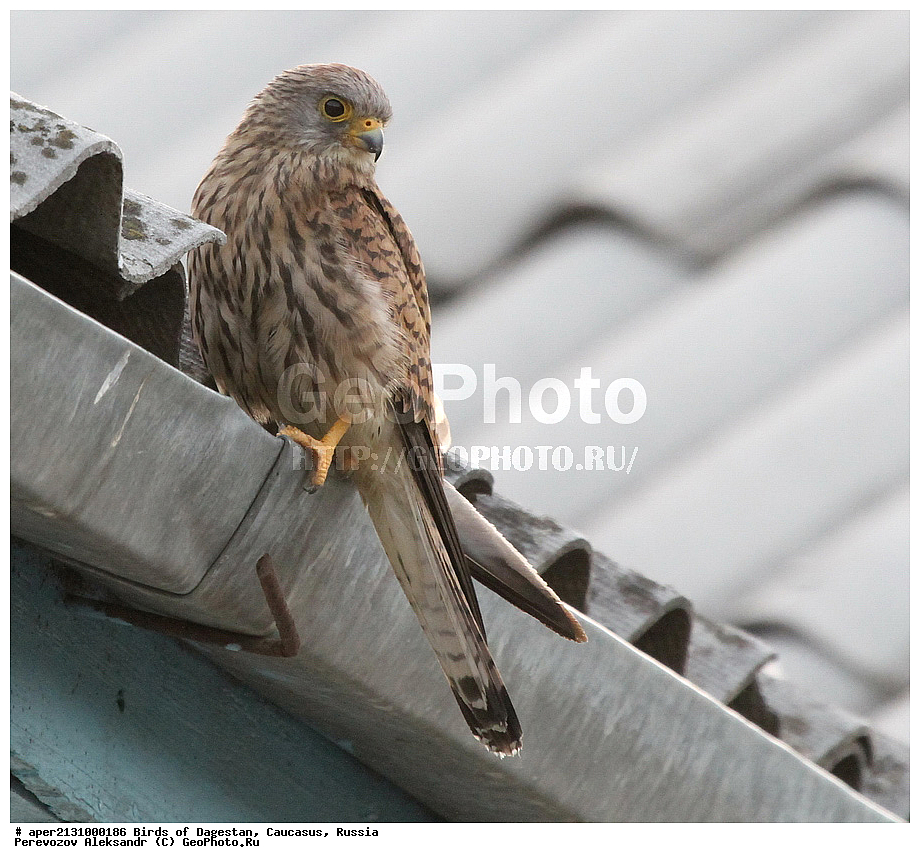 ����� ���������, �����, ��������, ������, ������ �����, �����, �����, XYZ, ���������, Falconidae, ������� ���������, Falco naumanni, ��������, ��������, ��������, �����������, ������ �����, ������ �����