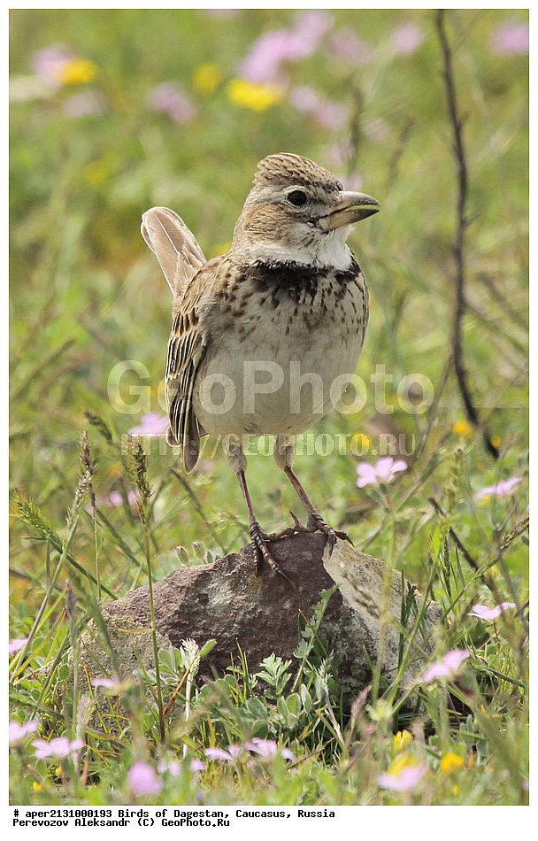 ����� ���������, �����, ��������, ������, ��������, ��������, �����, �����, ��������, �����������, XYZ, ������������, Alaudidae, ������� ���������, �������, ��������, Melanocorypha calandra