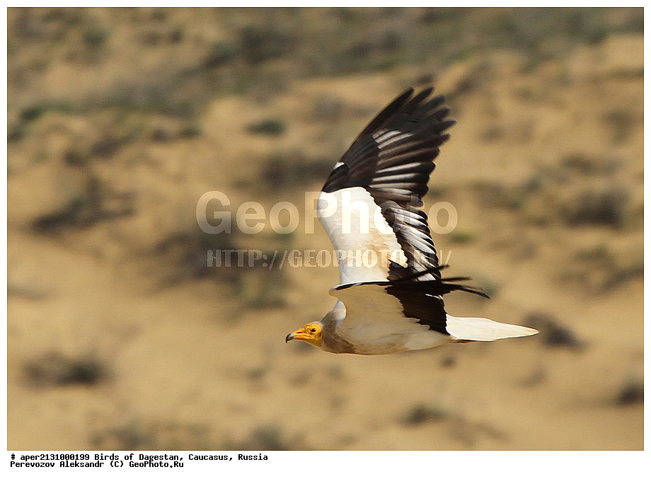 ����� ���������, �����, ��������, ������, ������ �����, �����, �����, XYZ, ����������, Accipitridae, Egyptian Vulture, Neophron percnopterus